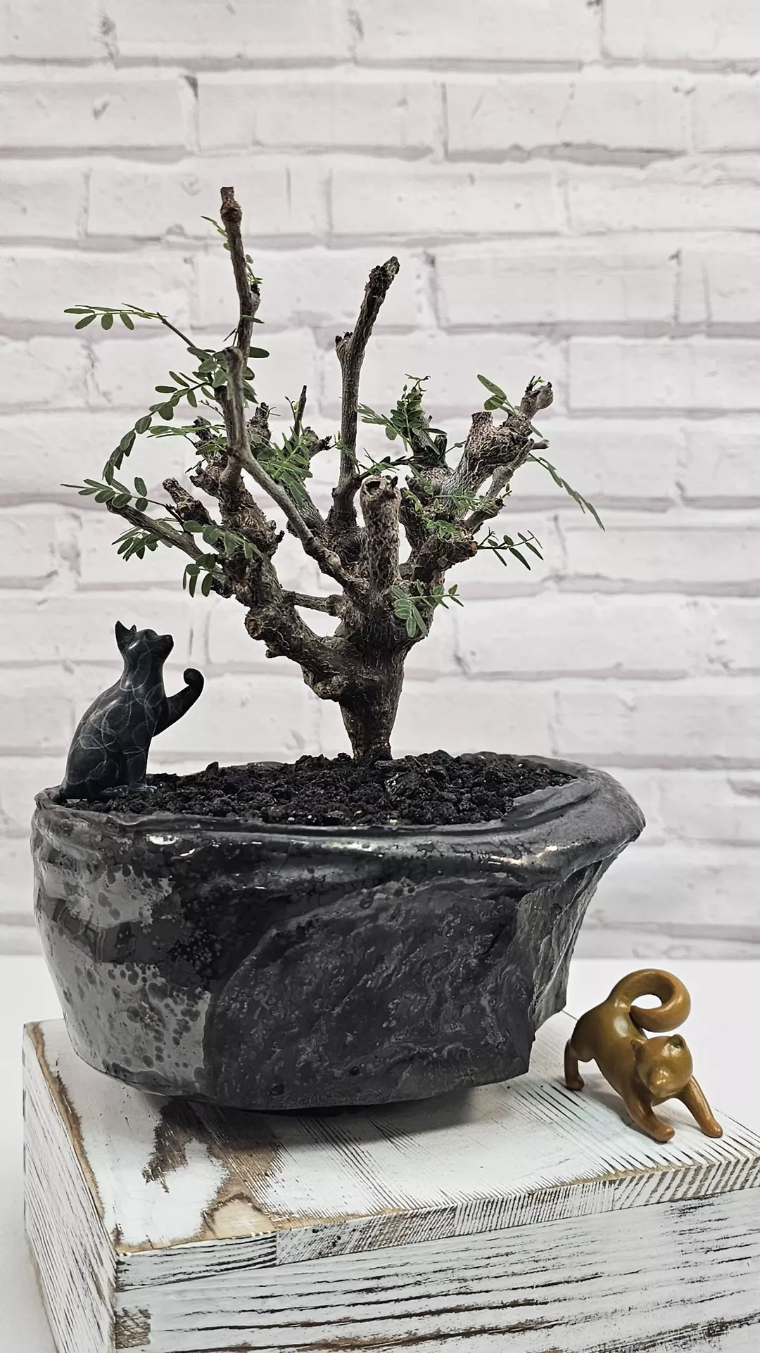 RARE and HEALTHY!!! Senna Meridionalis - Plant C (vase included) thumbnail