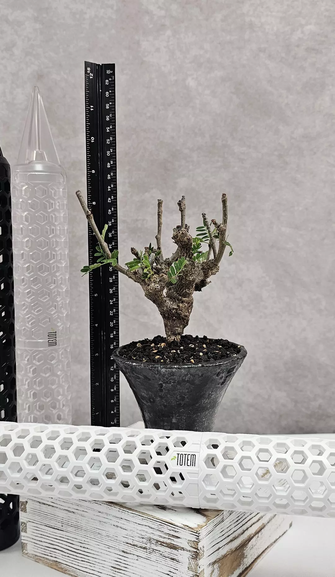 RARE and HEALTHY!!! Senna Meridionalis - Plant B thumbnail