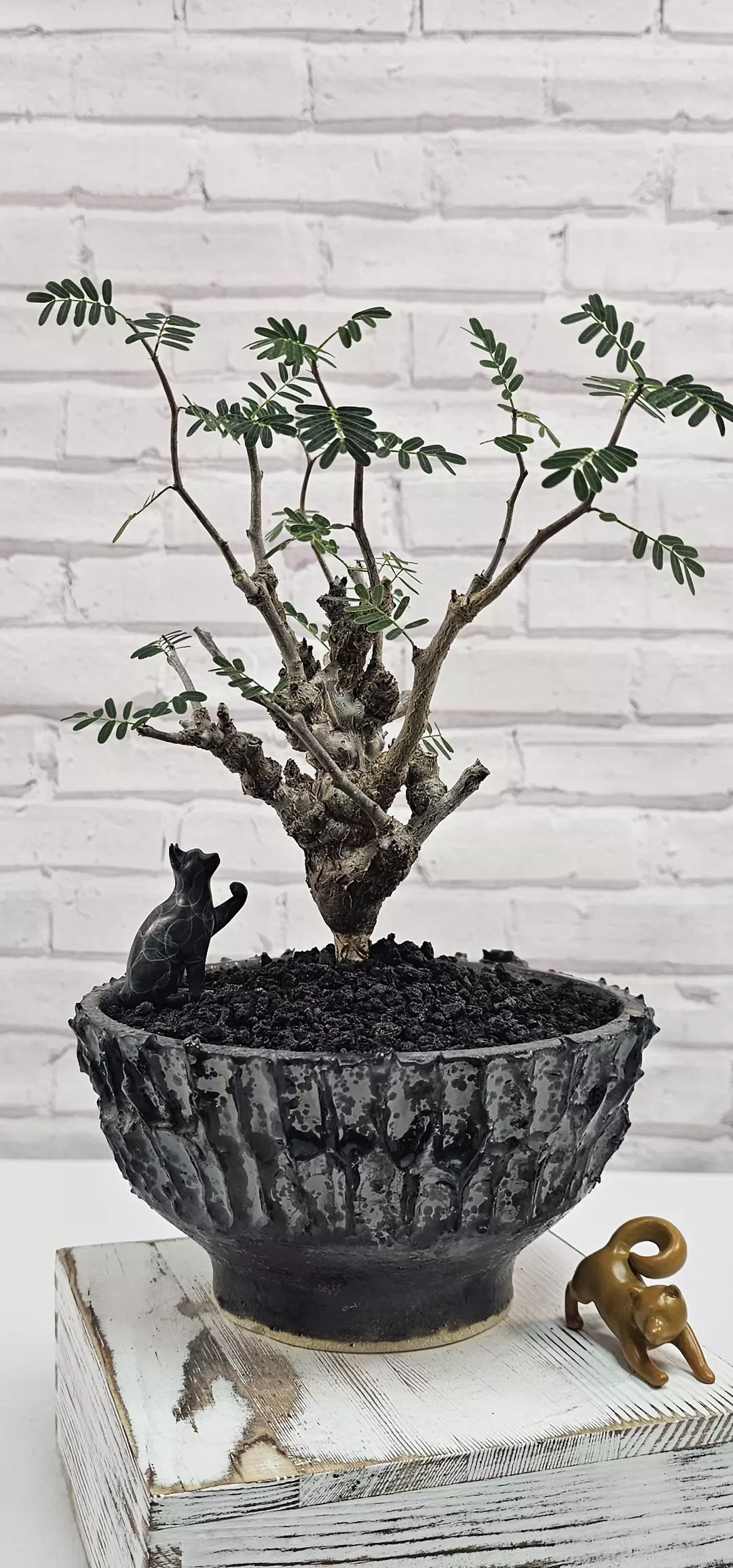 RARE and HEALTHY!!! Senna Meridionalis - Plant A thumbnail