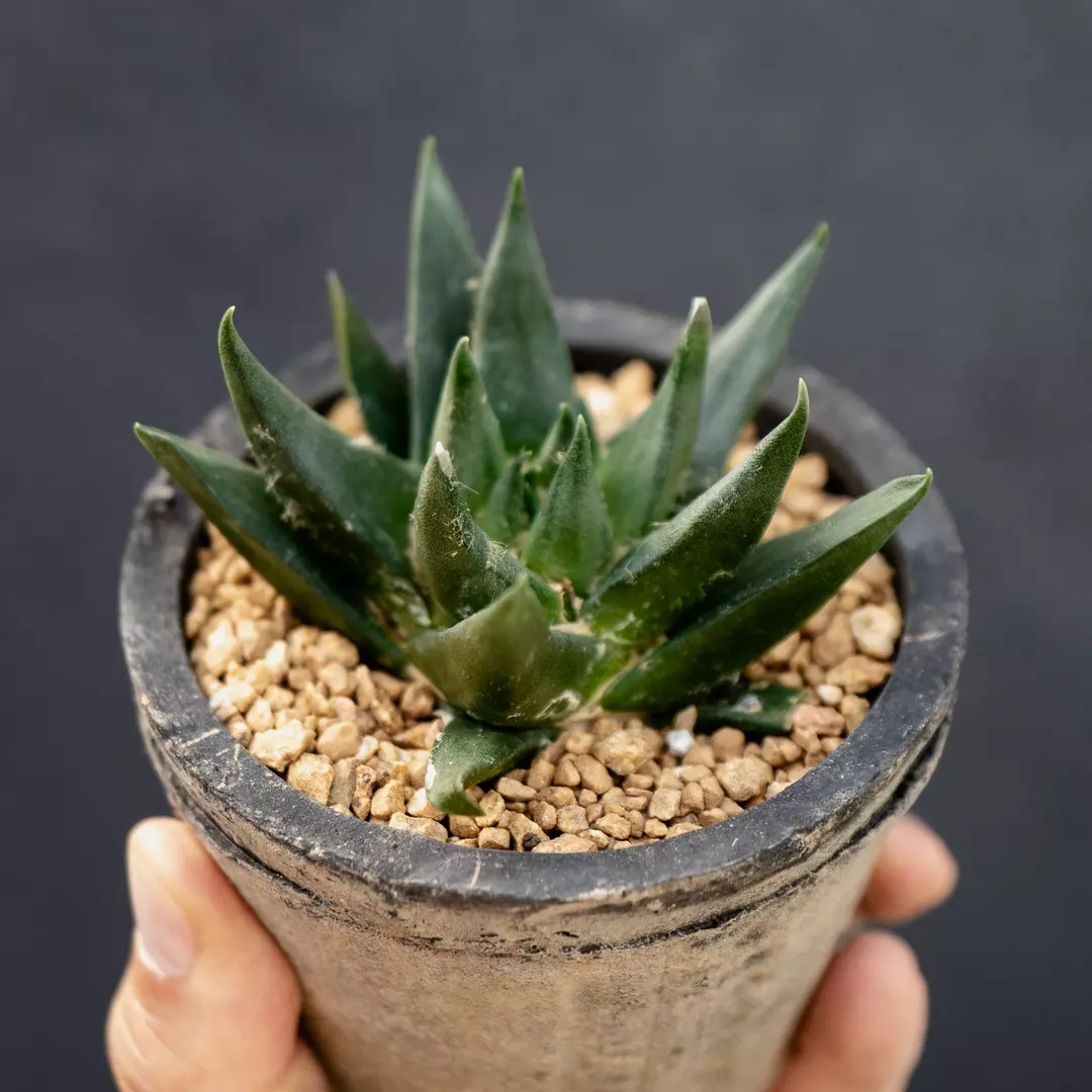 Ariocarpus trigonus thumbnail