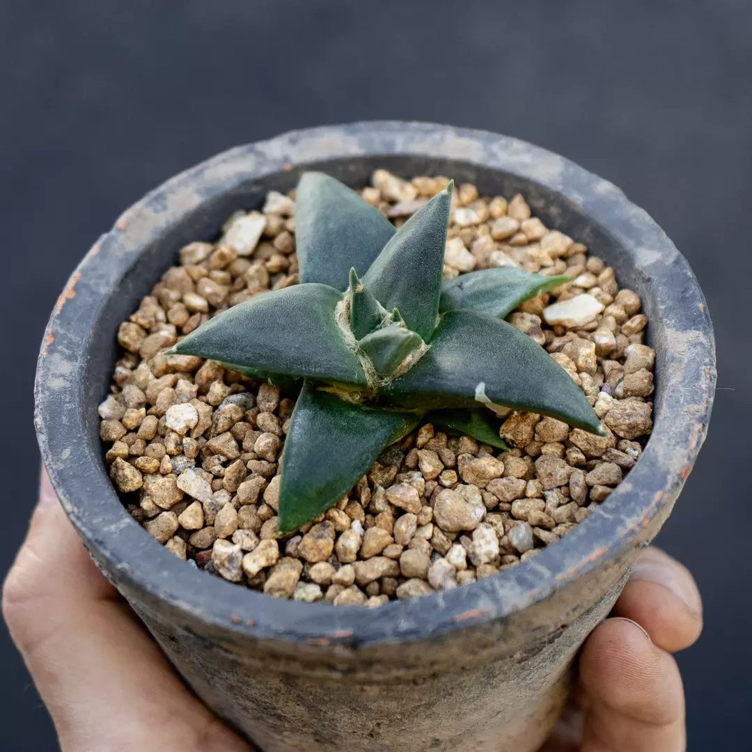Ariocarpus trigonus thumbnail