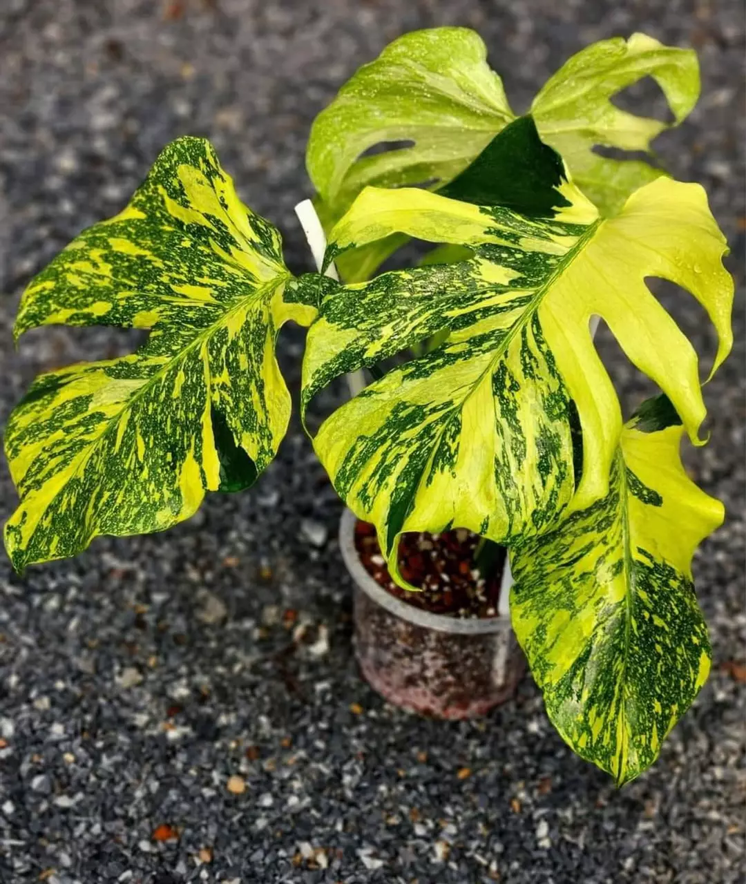 Monstera Electrolyte TC thumbnail