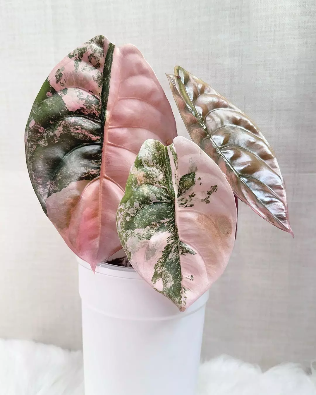 その他観葉植物 Alocasia Cuprea True Pink Alocasia Cuprea True Pink (Sectoral or Super Pink) TC ($150) from