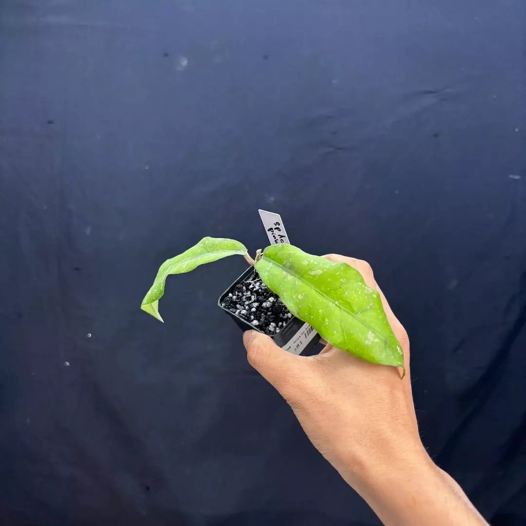 a208 - Hoya Sp Aceh Pink Splash thumbnail