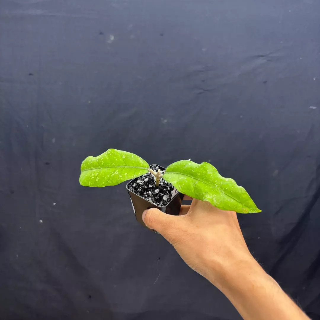 a207 - Hoya Sp Aceh Pink Splash thumbnail