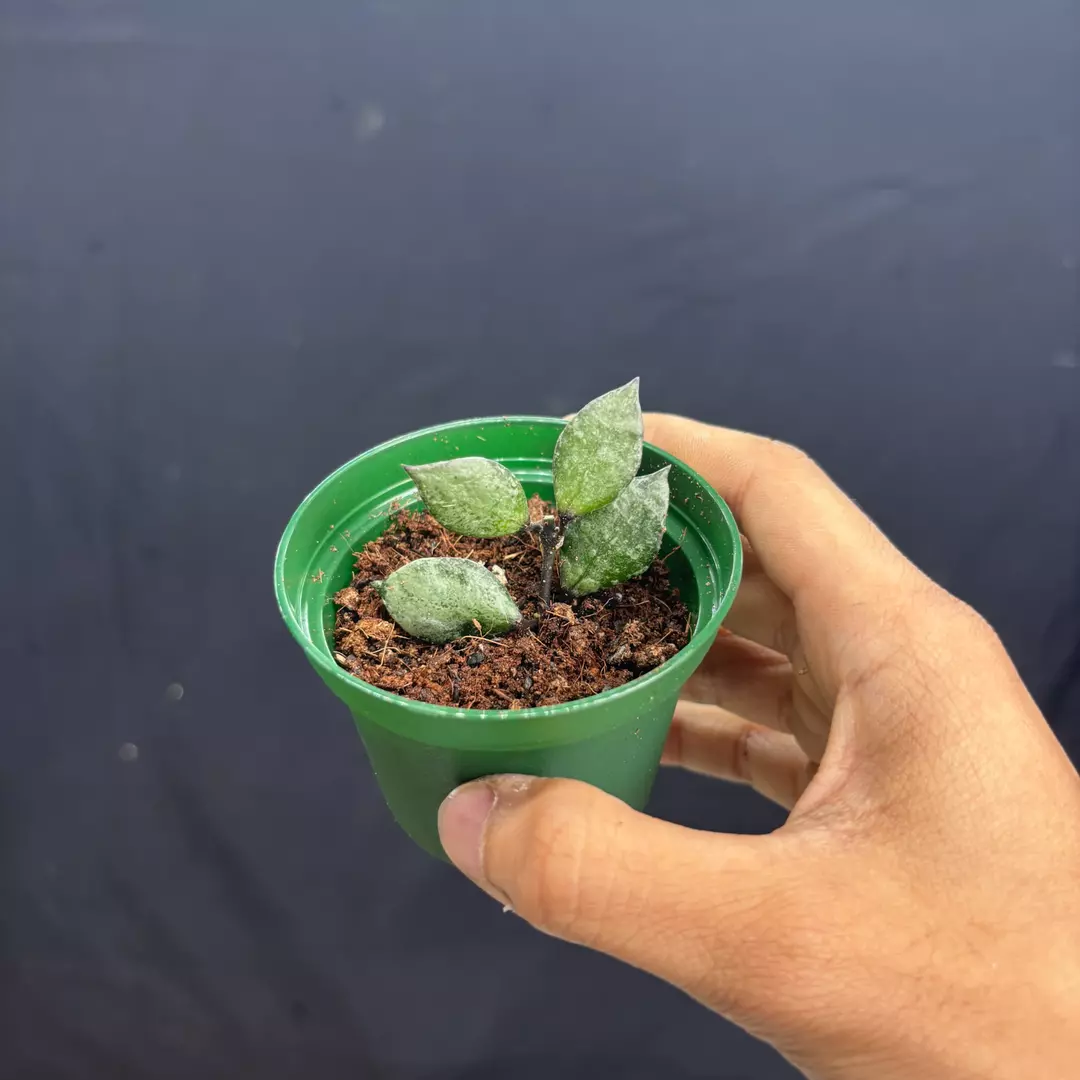 a218 - Hoya Lacunosa Royal Black thumbnail