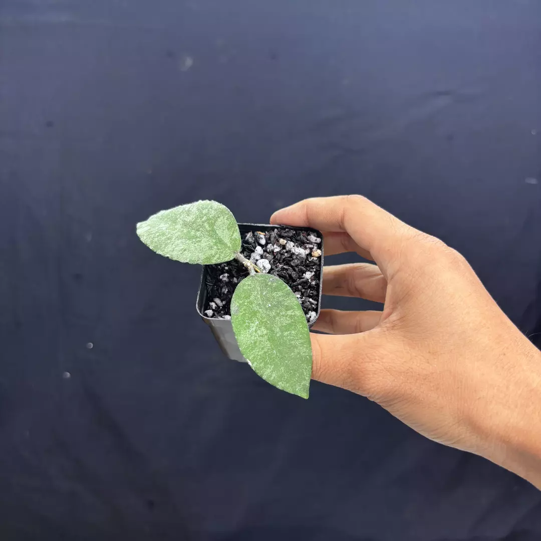 a217 - Hoya Caudata Snowdust thumbnail