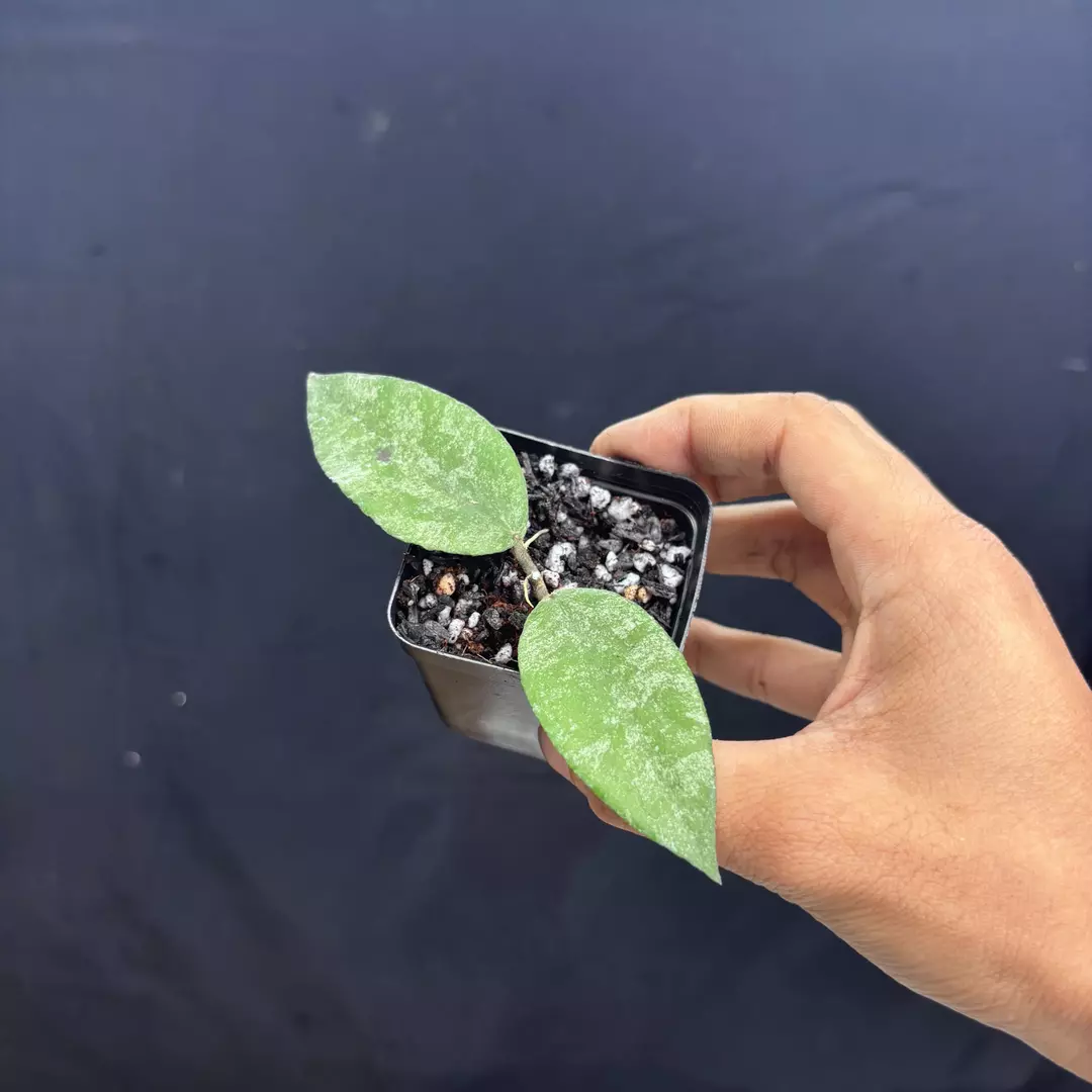 a216 - Hoya Caudata Snowdust thumbnail