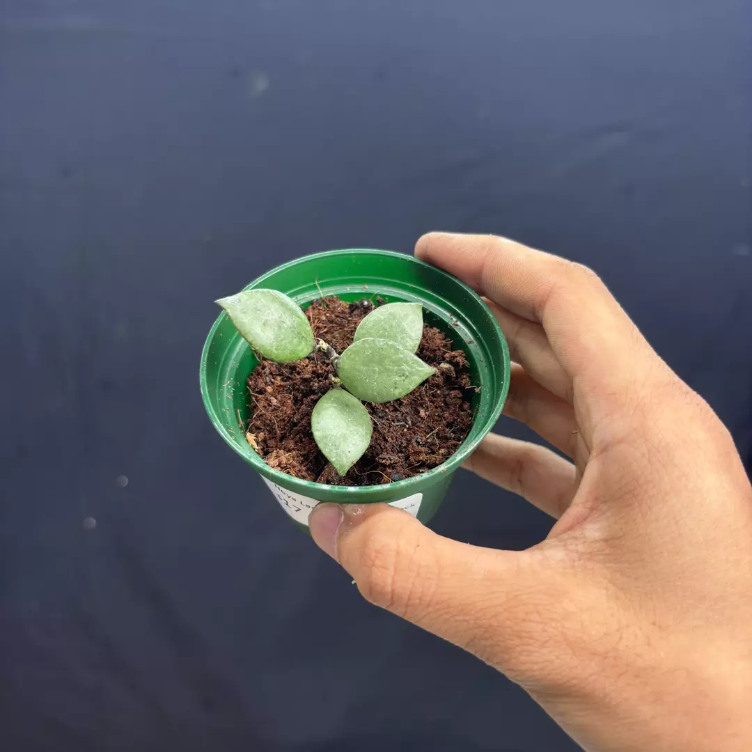 a220 - Hoya Lacunosa Royal Black thumbnail