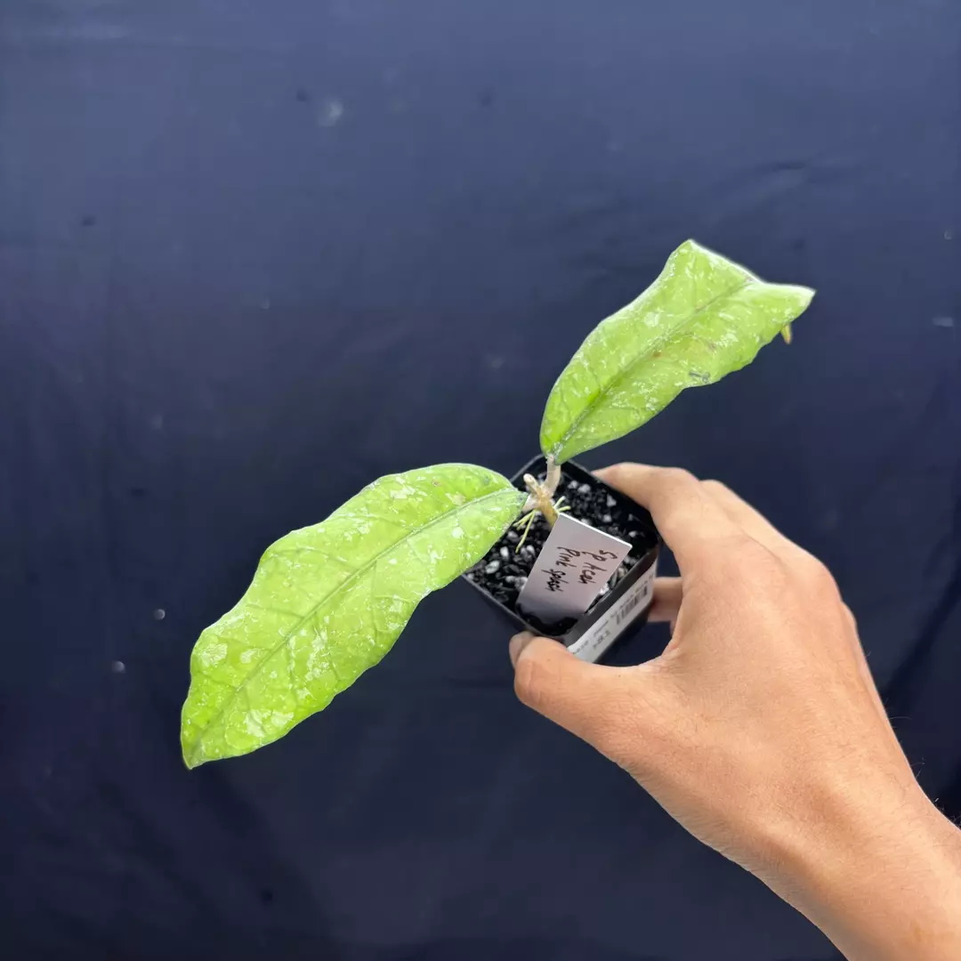 a210 - Hoya Sp Aceh Pink Splash thumbnail