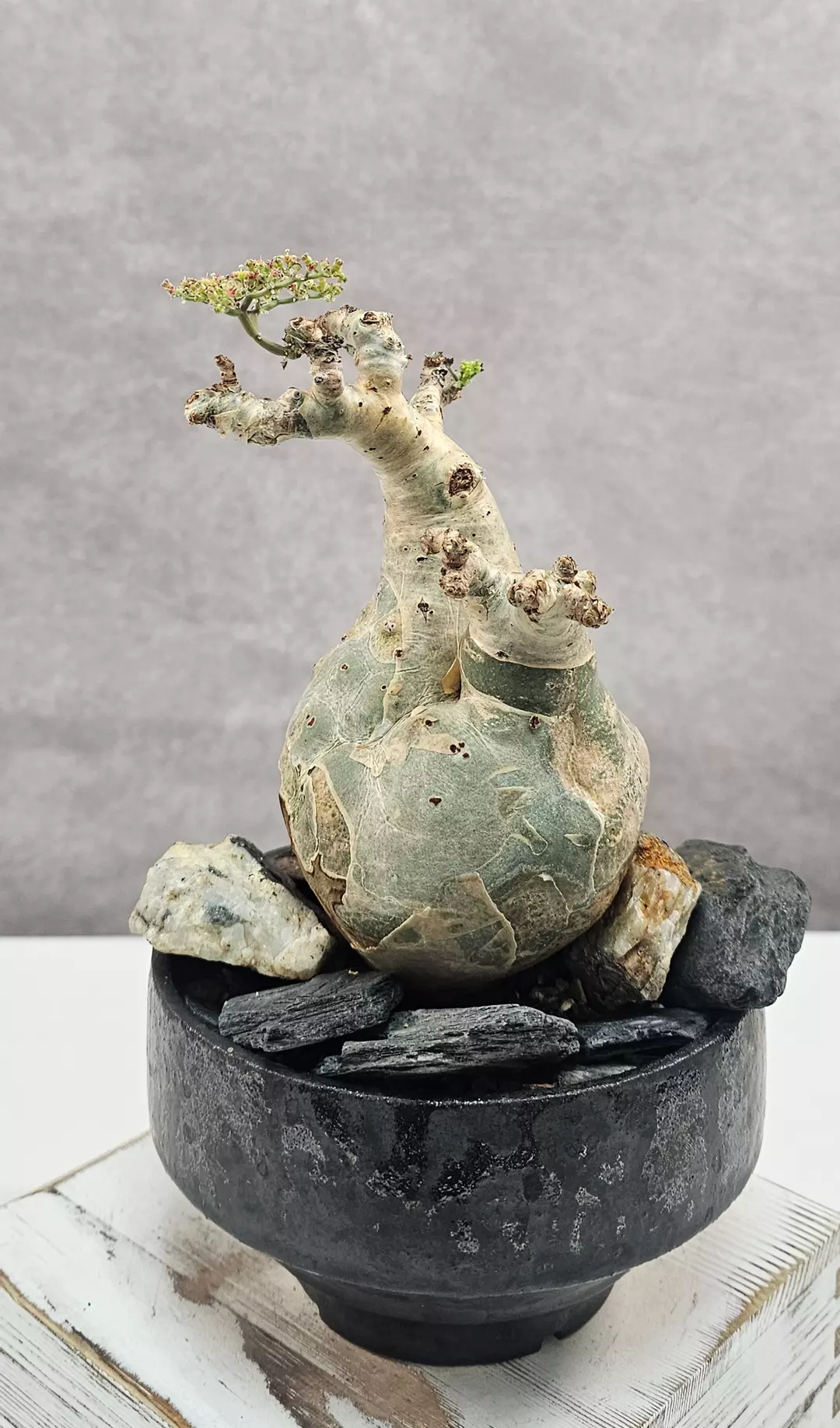  SUCH BEAUTY!!! - Cyphostemma Betiforme thumbnail