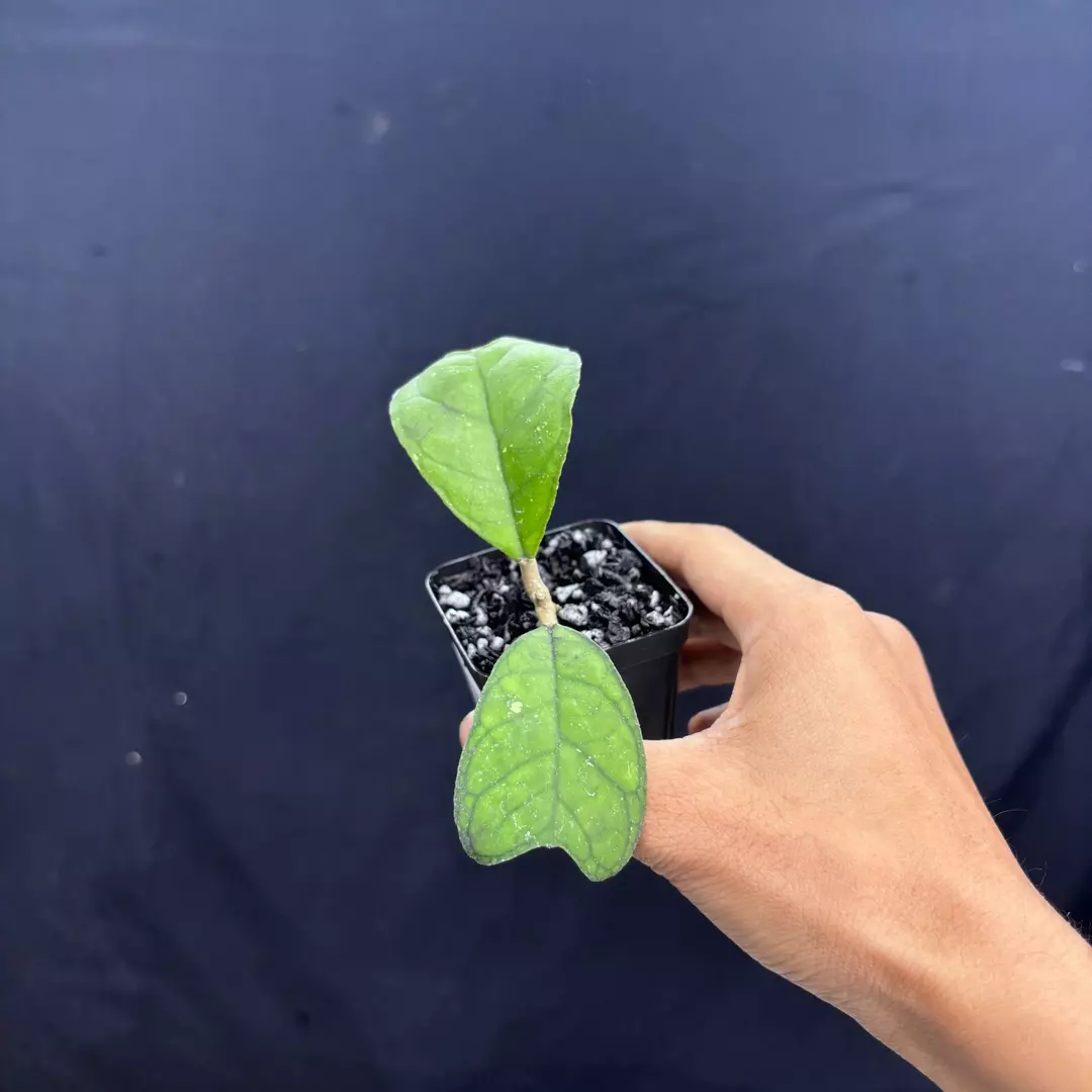 a214 - Hoya Sp Aceh Butterfly thumbnail