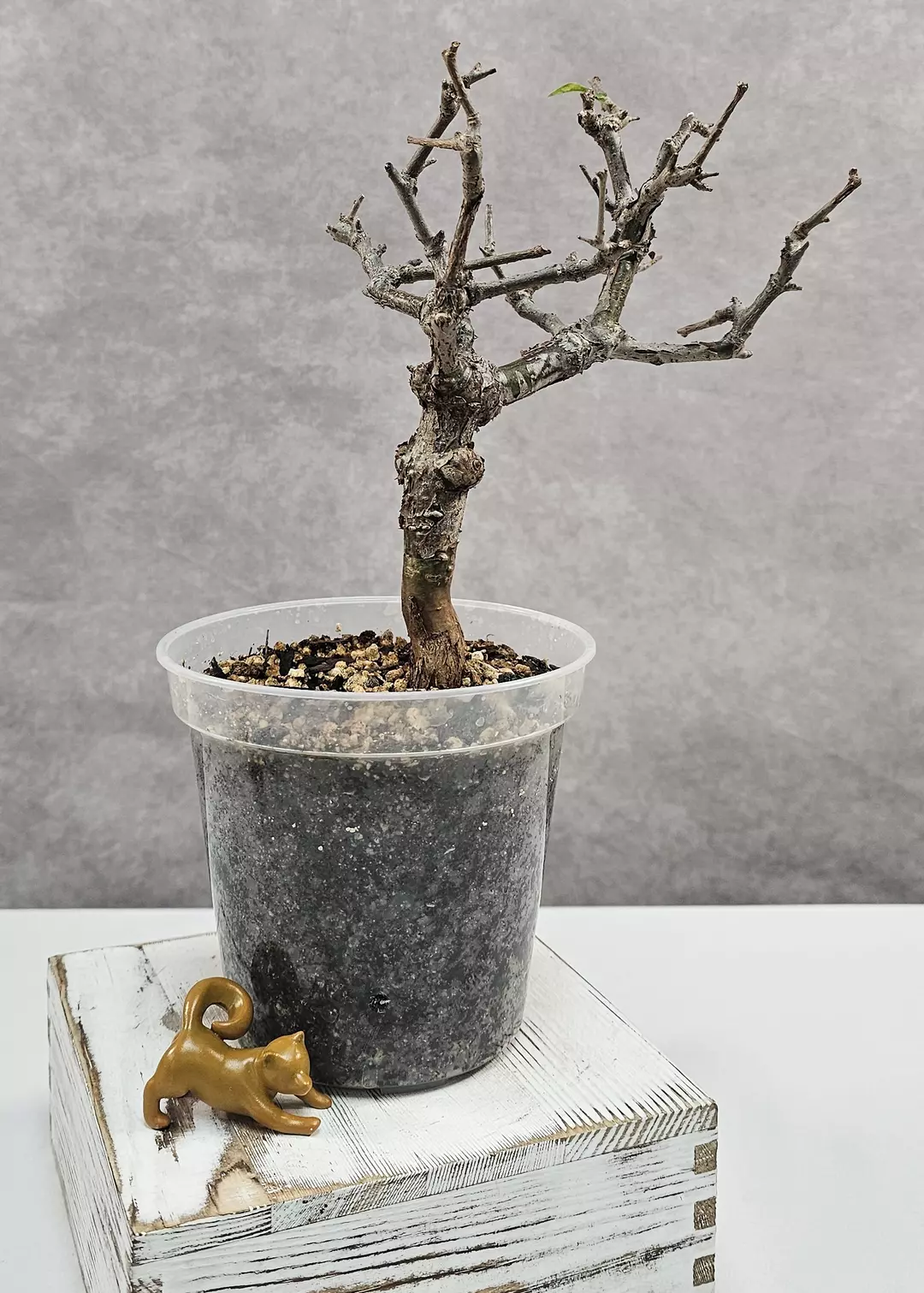 BEAUTIFULLY GNARLY!!! Commiphora Orbicularis A (Succulent) thumbnail