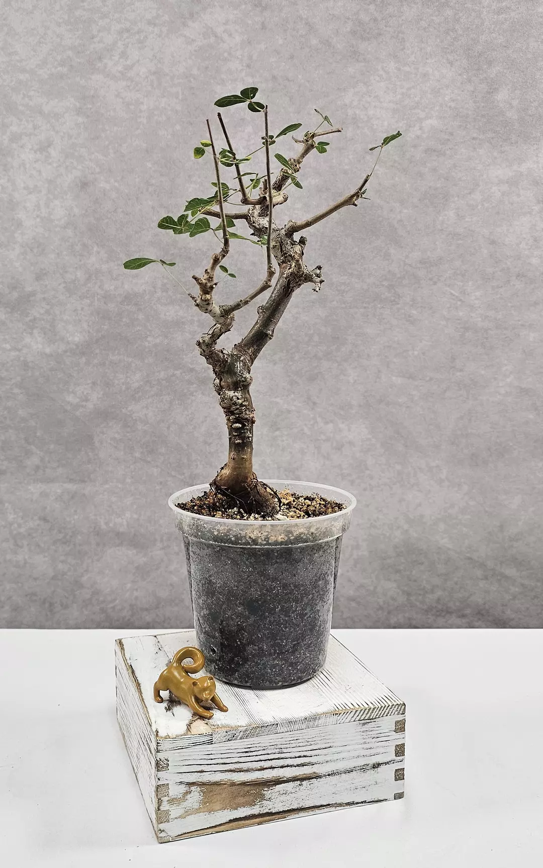 BEAUTIFULLY GNARLY!!! Commiphora Orbicularis B (Succulent) thumbnail