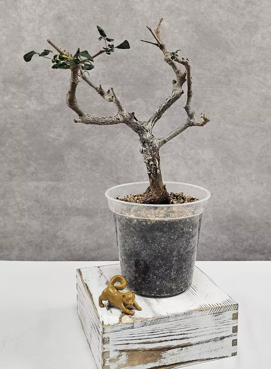 BEAUTIFULLY GNARLY!!! Commiphora Orbicularis C (Succulent) thumbnail