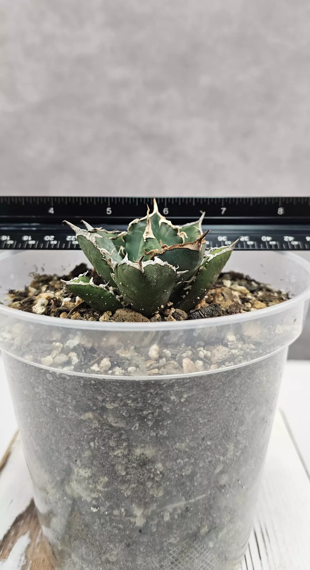 RARE!!! Agave Titanota FO76 Seedlings (with or without pot) thumbnail