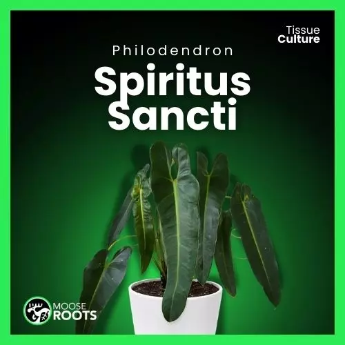 SPIRITUS SANCTI TC SELLERS CHOICE thumbnail