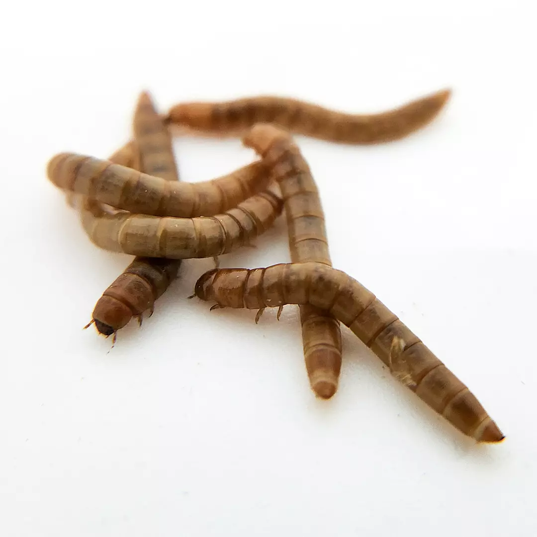 Josh's Frogs Mealworms  thumbnail