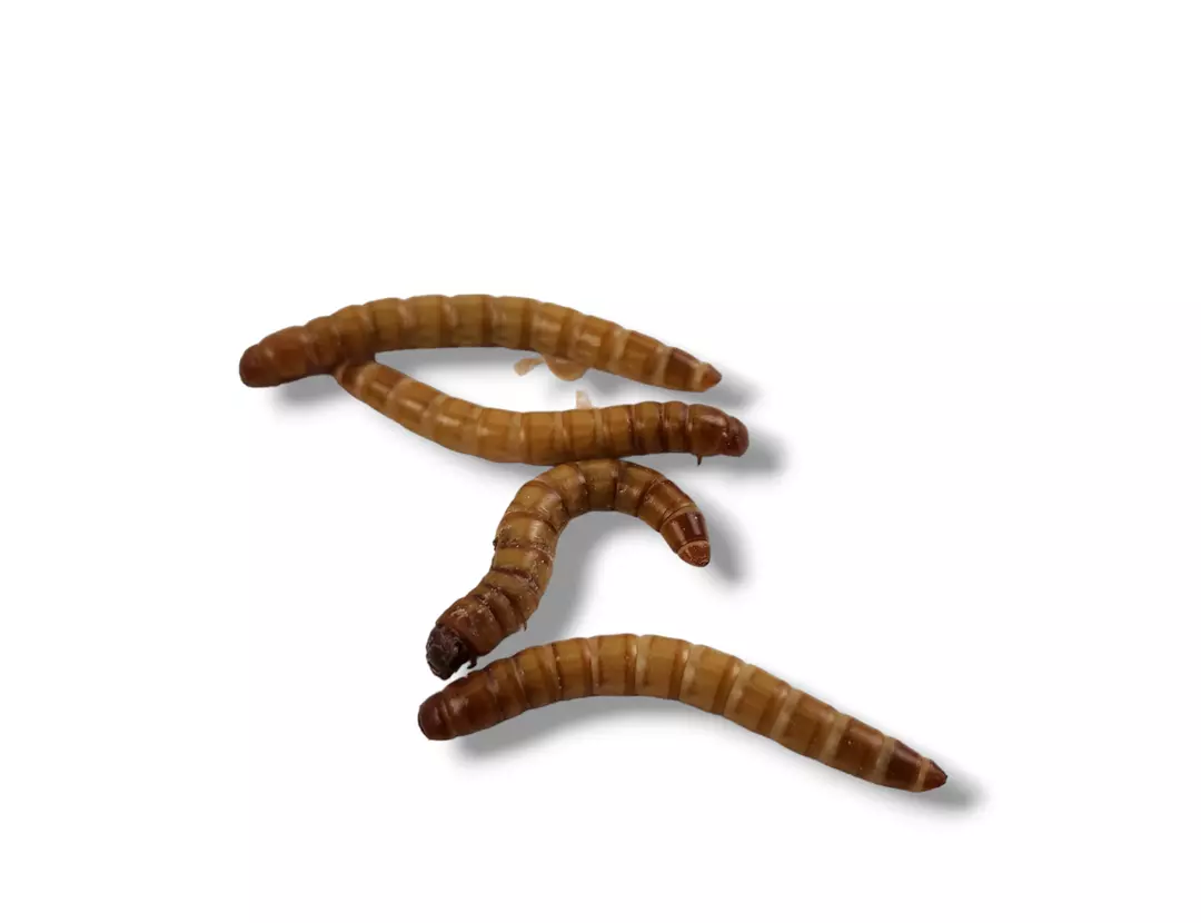 Josh's Frogs Giant Mealworms thumbnail