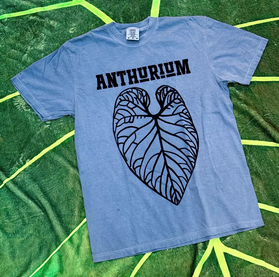 Anthurium Velvet Sring collection  thumbnail