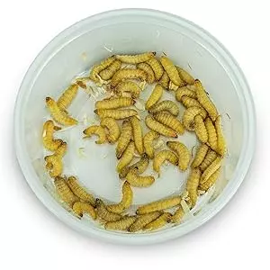 Josh's Frogs Waxworms  thumbnail