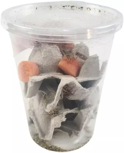 Josh's Frogs Gutloaded Banded Crickets thumbnail