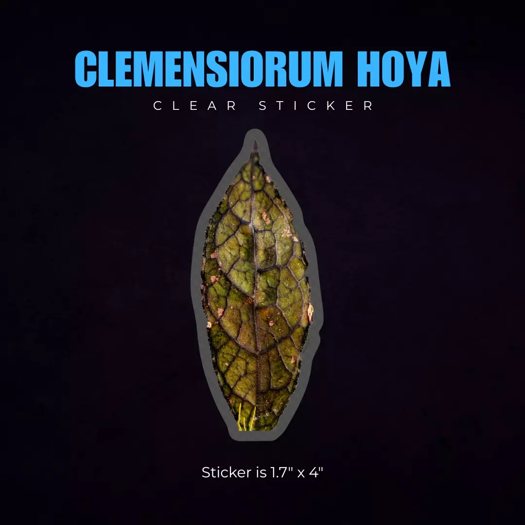 Clemensiorum Hoya Sticker  thumbnail