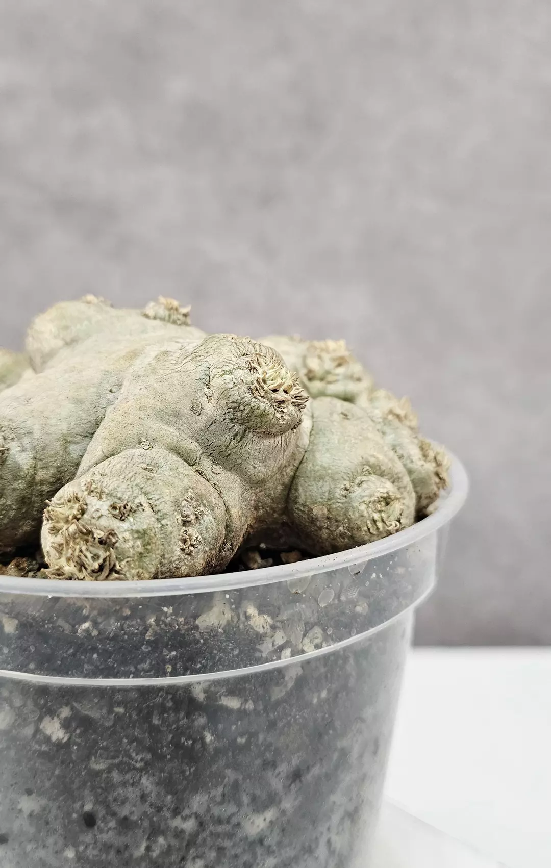 GORGEOUS!!! Pachypodium Brevicaule - A thumbnail