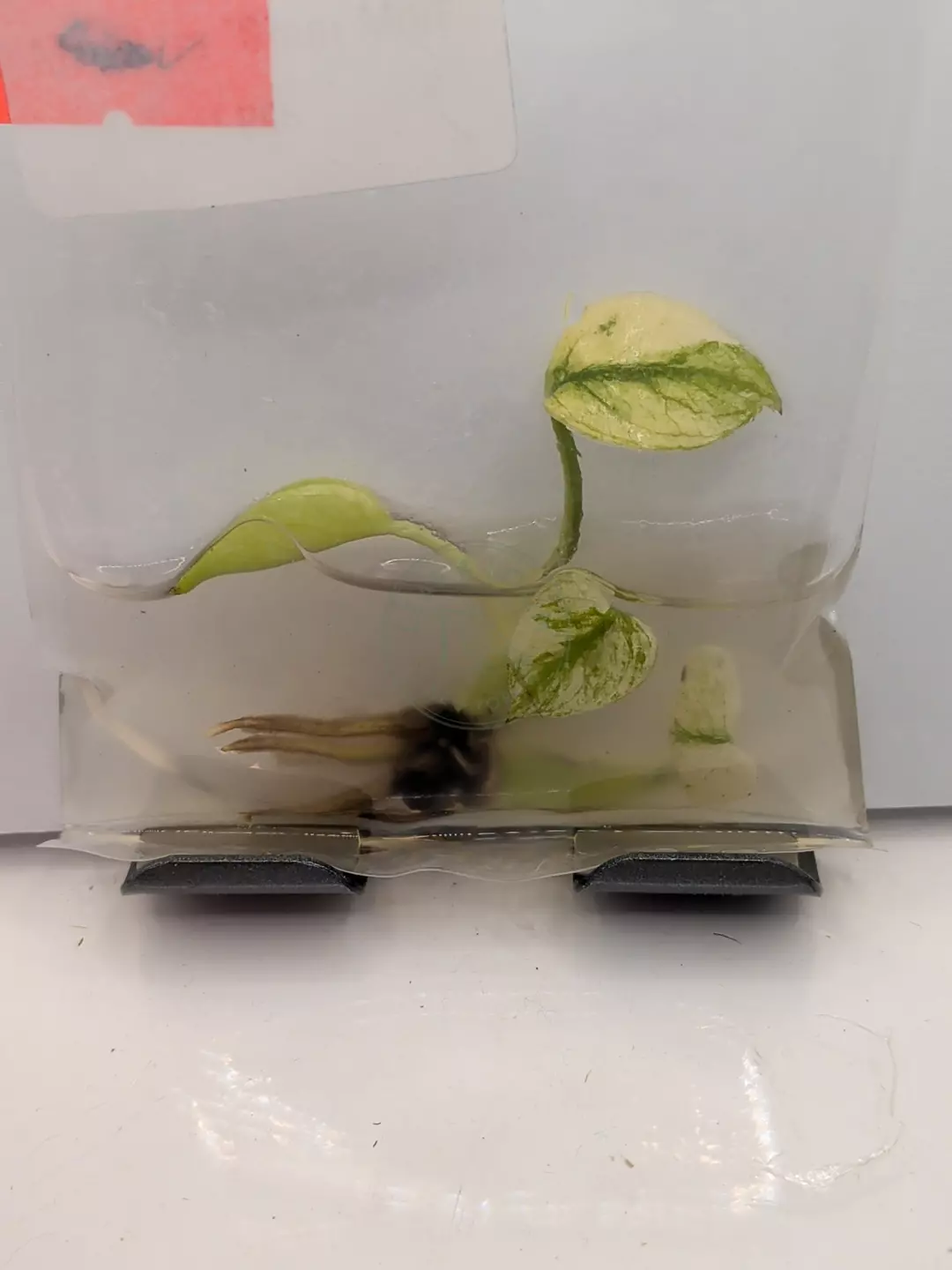 Monstera Siam Mint TC (1 pack) thumbnail