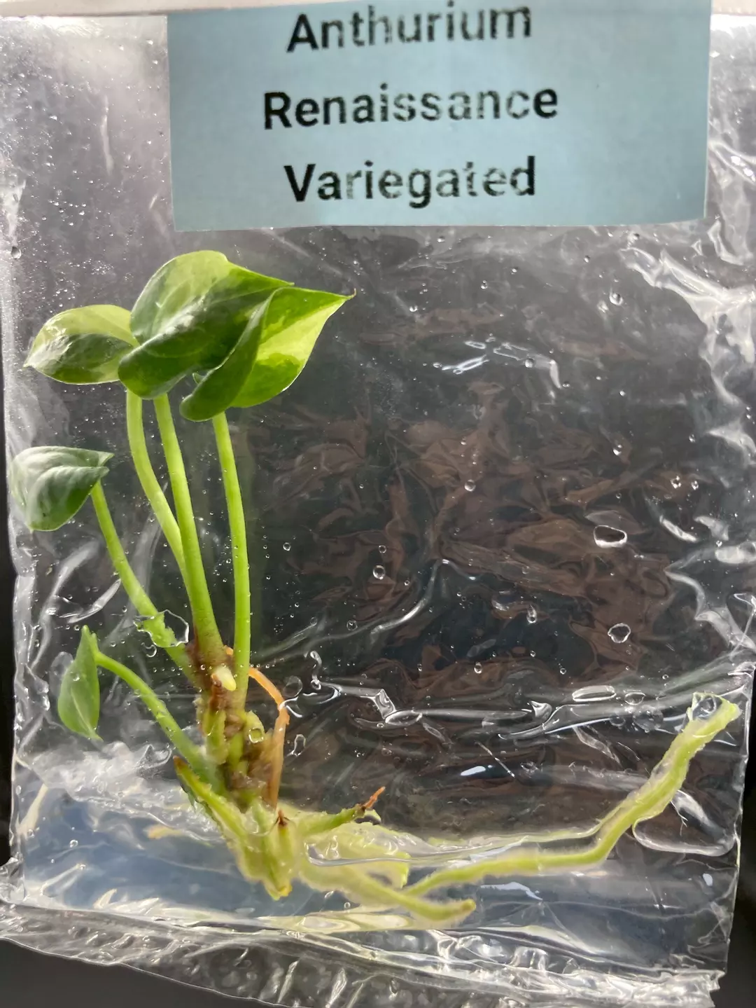 Anthurium Renaissance Low Var (BAG 1 plant) Tissue Culture thumbnail
