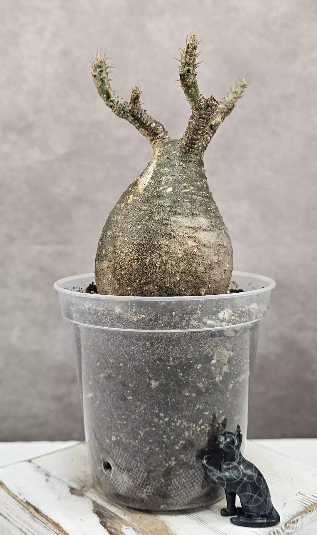 RARE!!! Pachypodium Rosulatum var. Gracilius F thumbnail