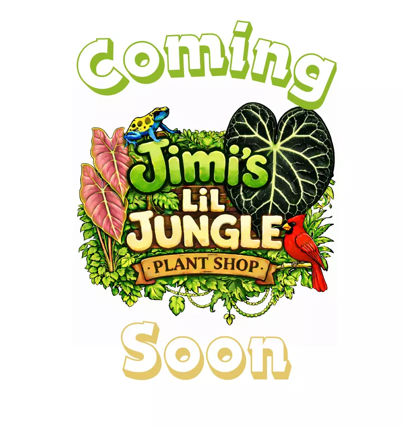 (Carlablackiae (RA 2020) X Pailliaminum (RA 2020)) X Pailliaminum (RA 2020) thumbnail