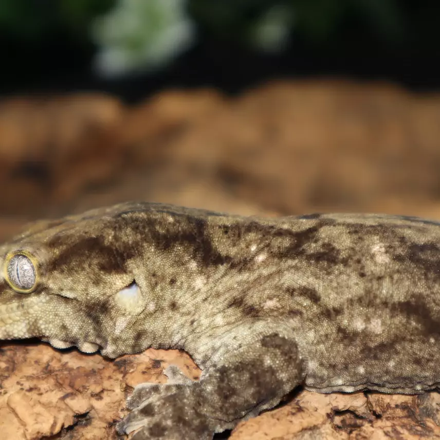Melanistic MTK Male Leachie thumbnail