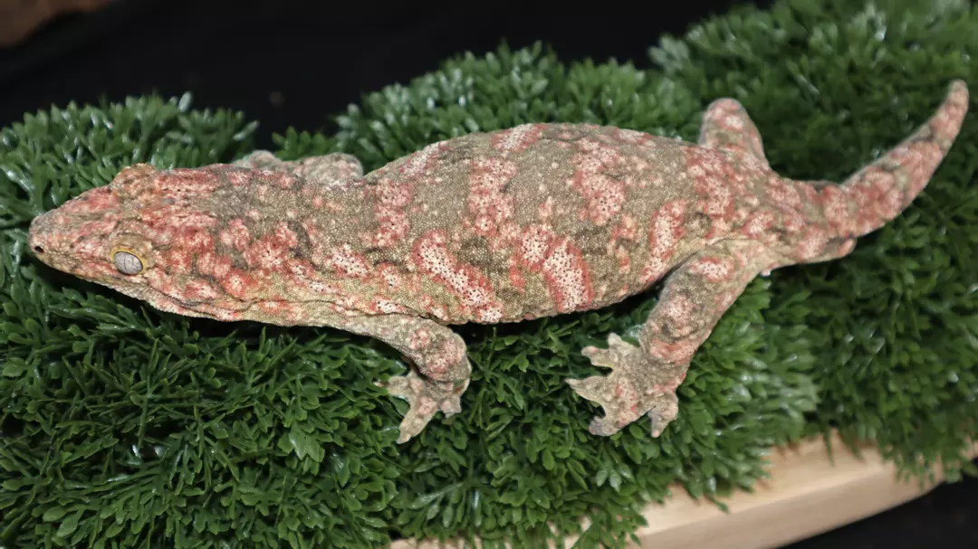 High Color Leachianus Subadult Female LB482 thumbnail