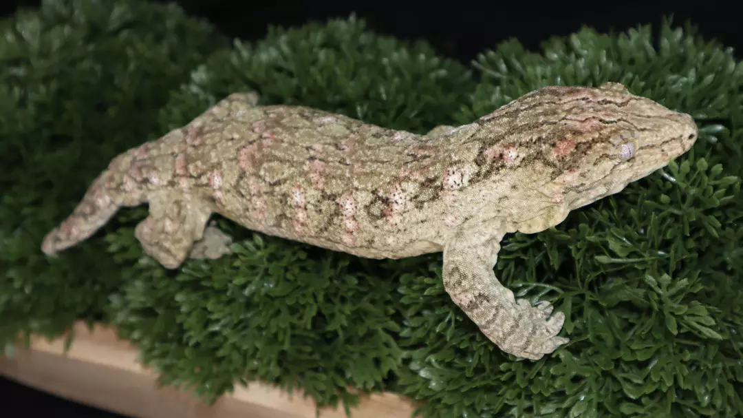 High Color M Leachianus thumbnail