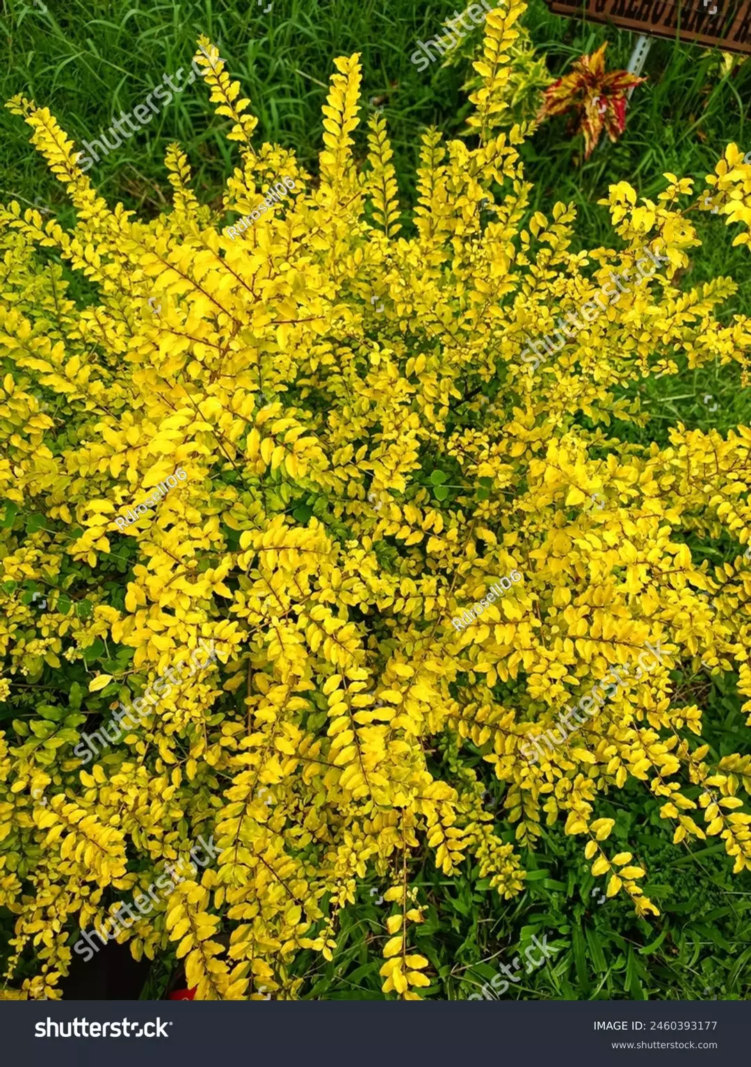 test variant -3 thumbnail