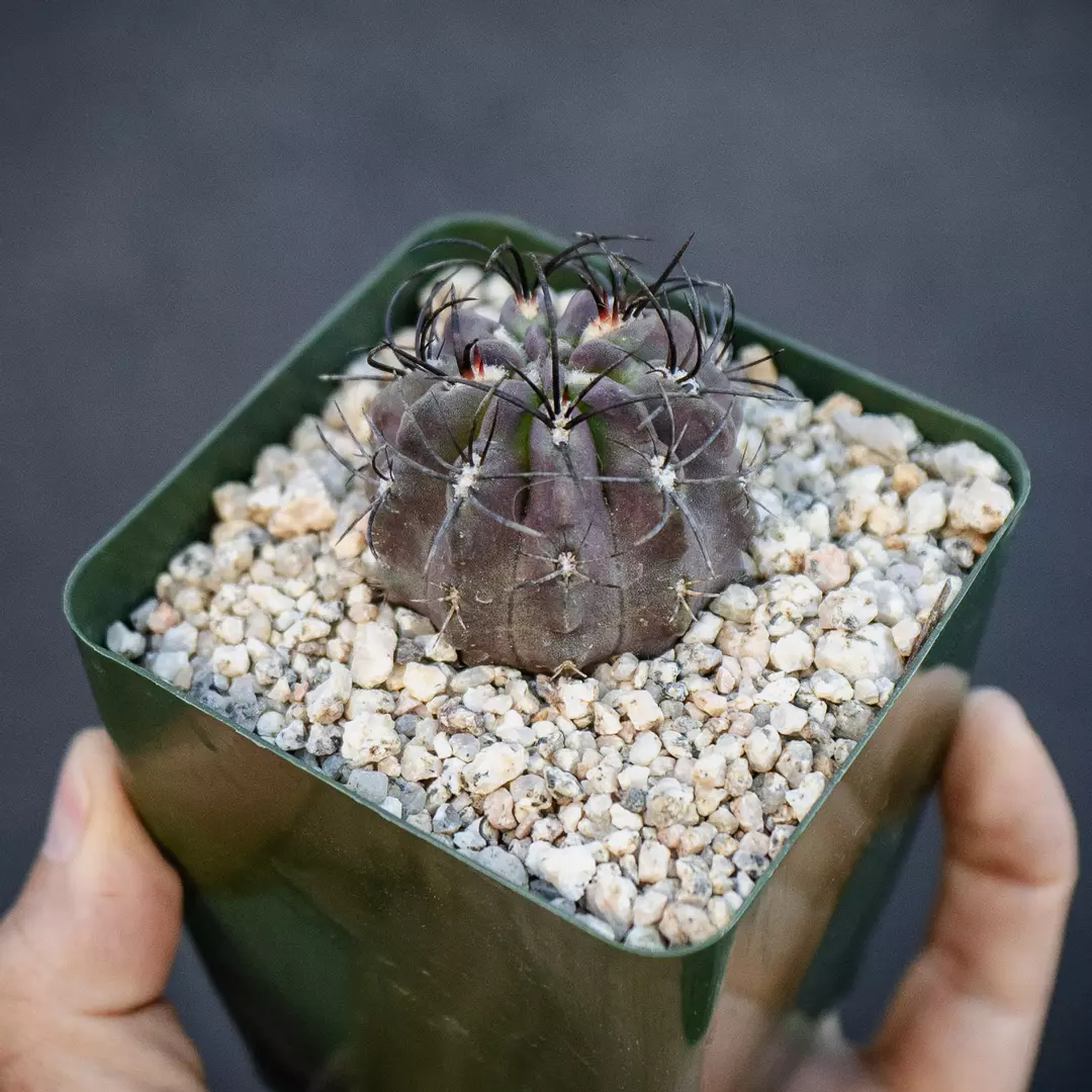 Neochilenia jussieui thumbnail