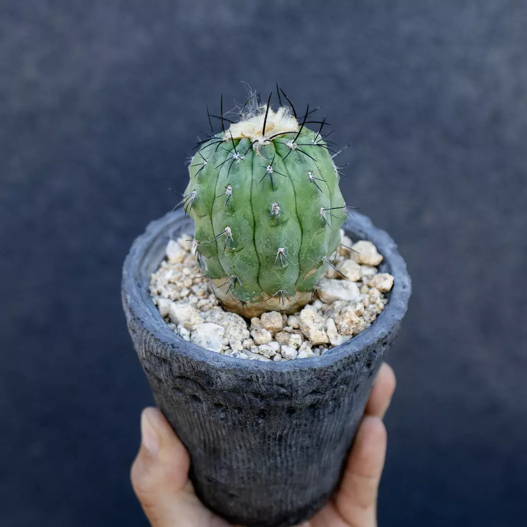 Copiapoa coquimbana thumbnail