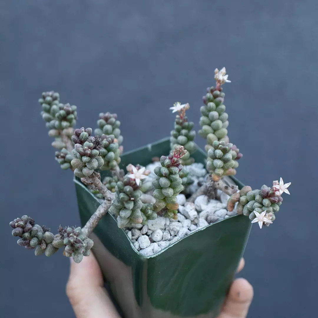 Sedum furfuraceum thumbnail