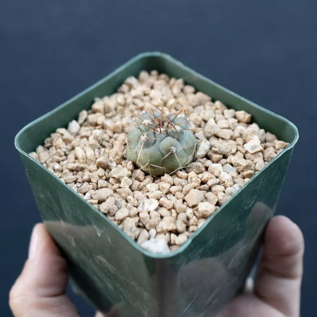 Copiapoa haseltoniana thumbnail