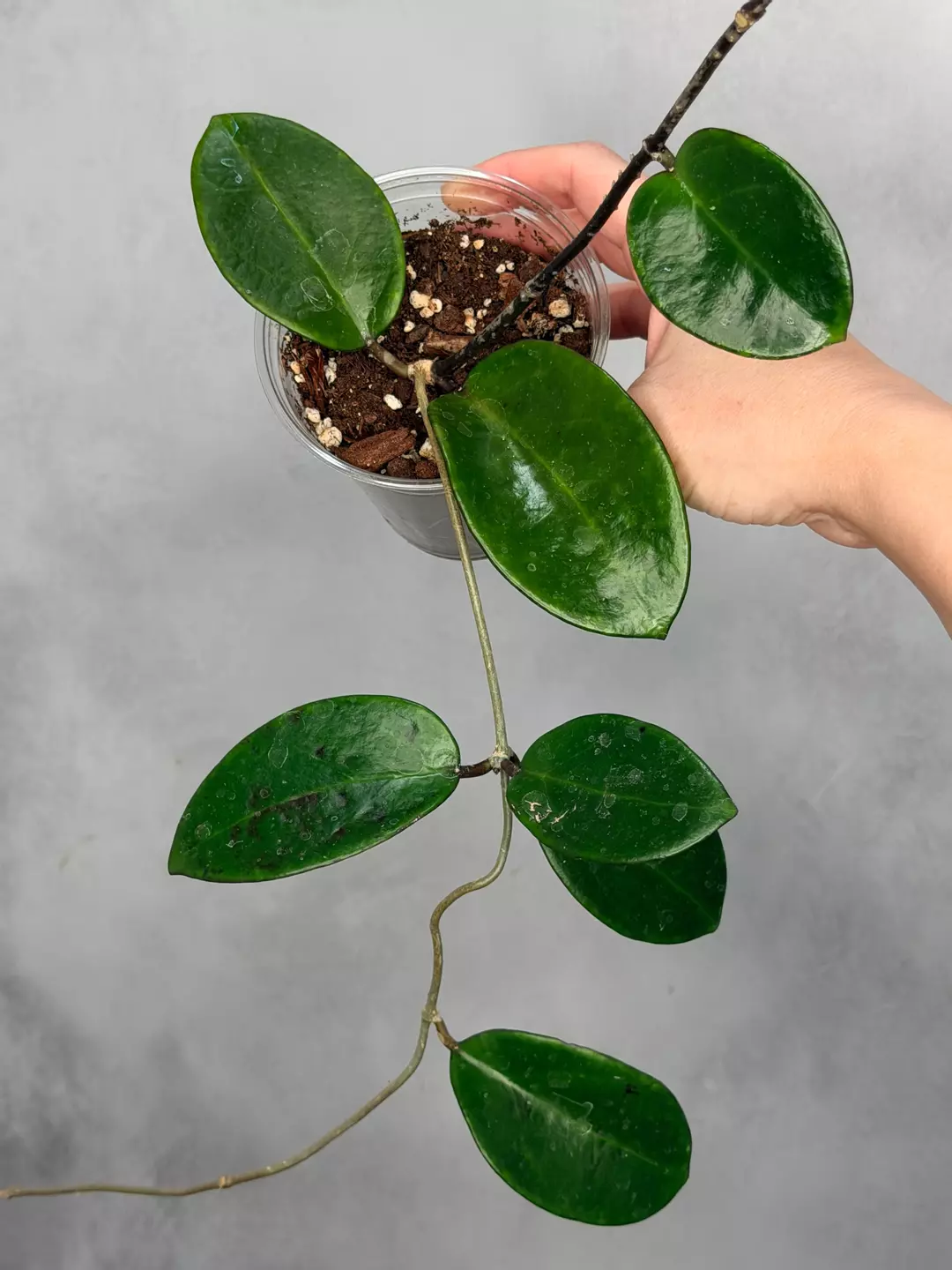 Hoya ‘Pennys Treat’ MB1405b thumbnail