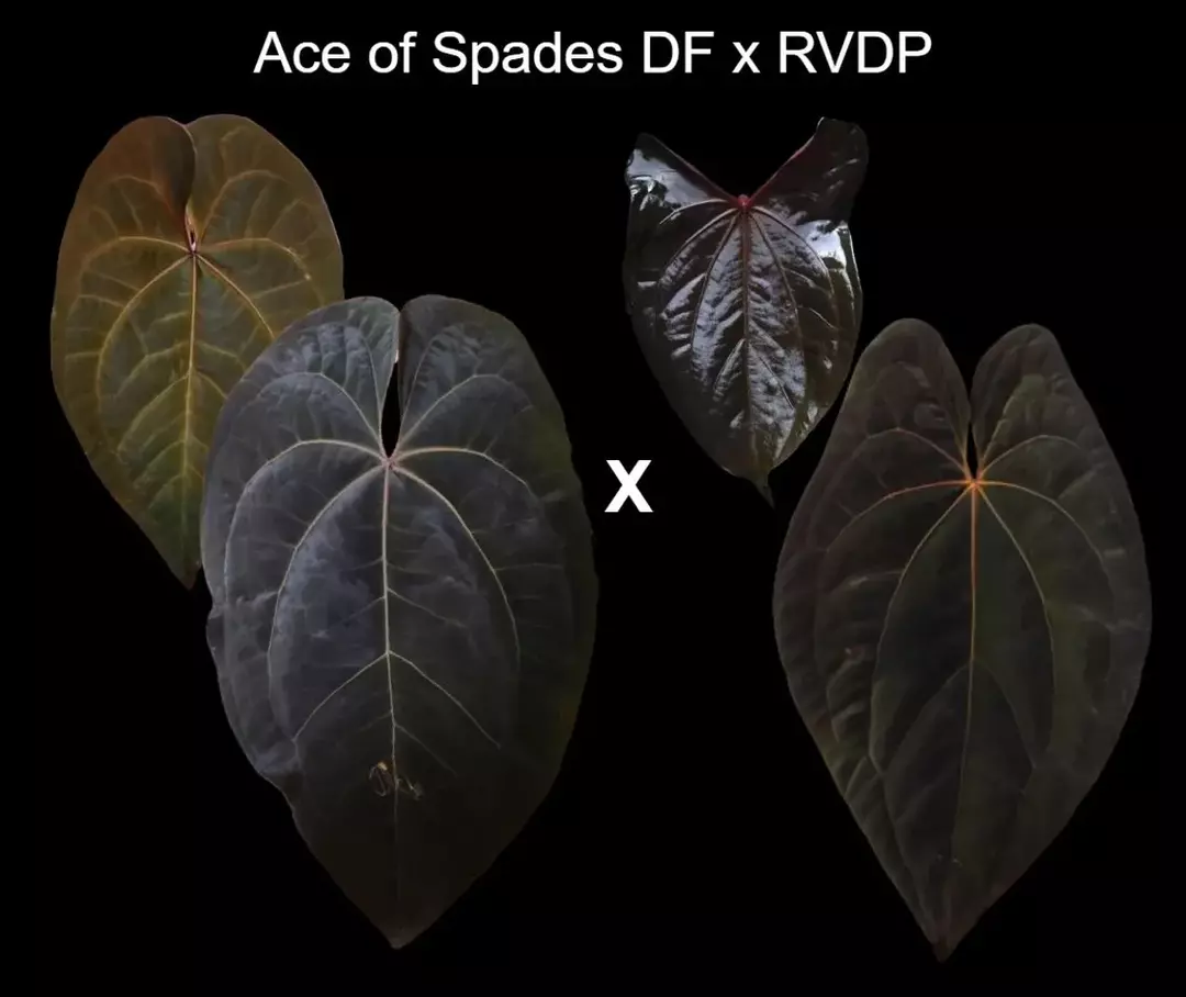 Anthurium AOS DF x RVDP (Tezula Ace of Spades x Red Vein Dark Phoenix) seedling thumbnail