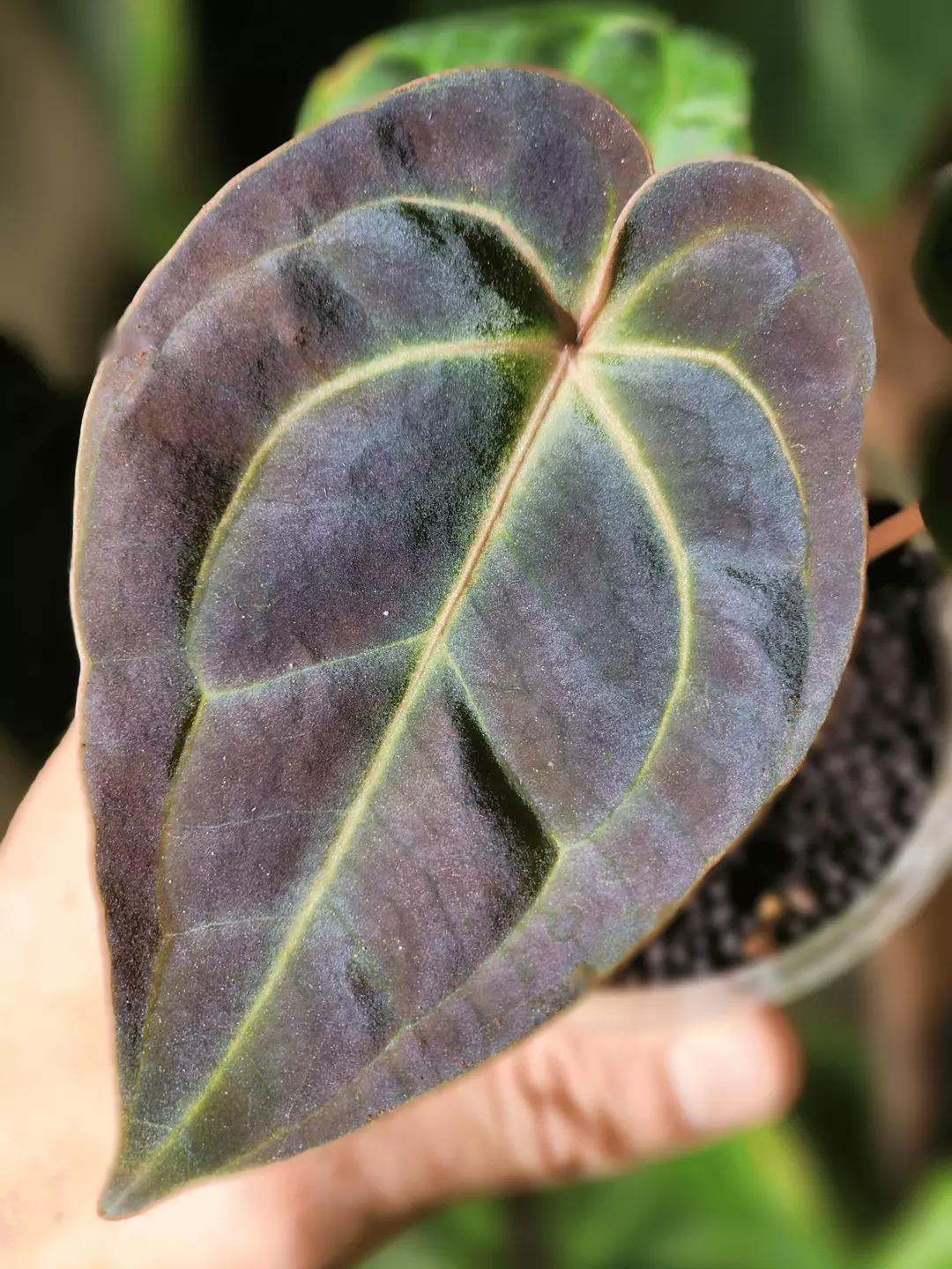 Anthurium Rainbow Besseae aff sprout thumbnail
