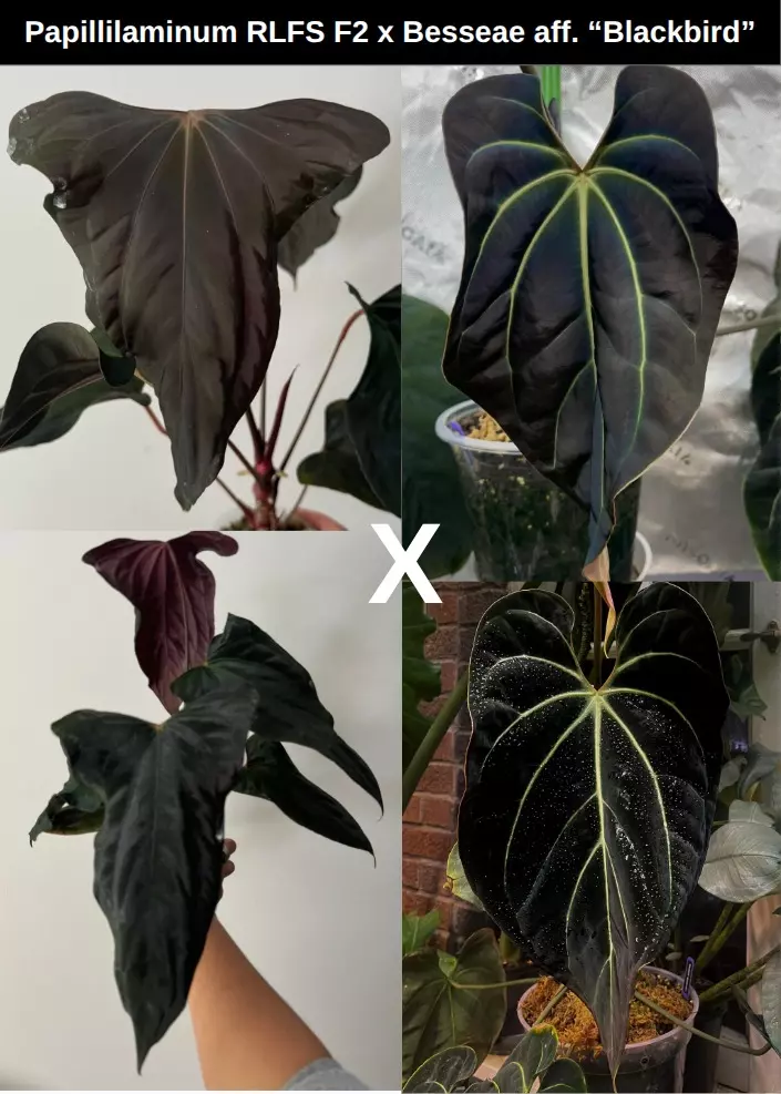 Anthurium RLFS x Blackbird thumbnail