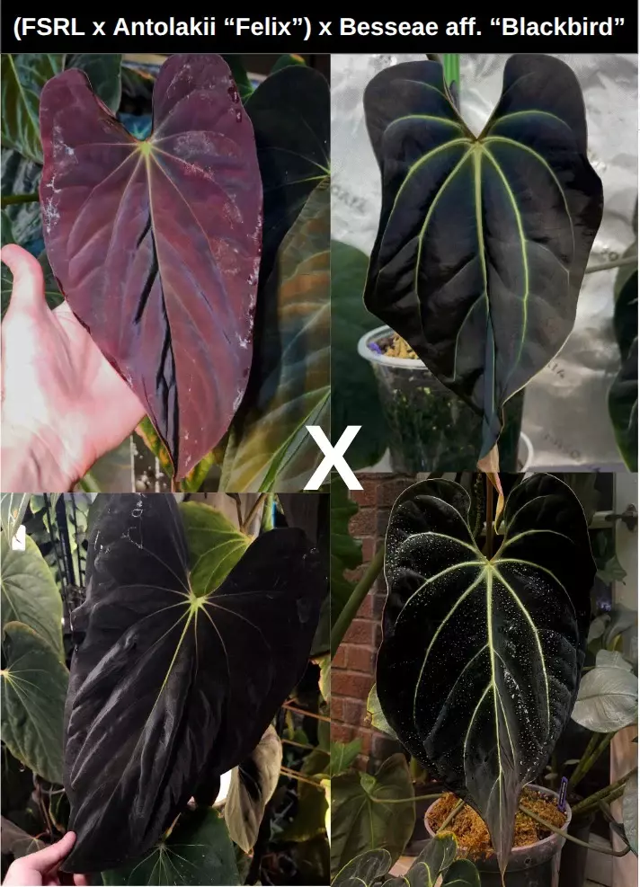 Anthurium FSRL BVEP x Blackbird thumbnail