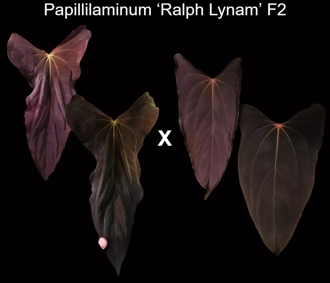 Anthurium Ralph Lynam F3 seedling thumbnail