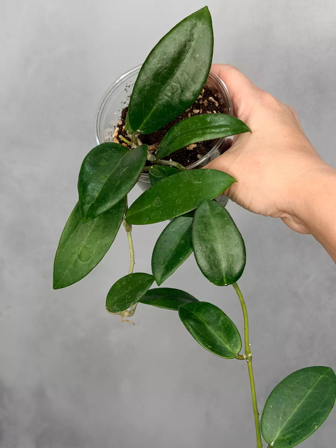 Hoya sp Hai Phong thumbnail