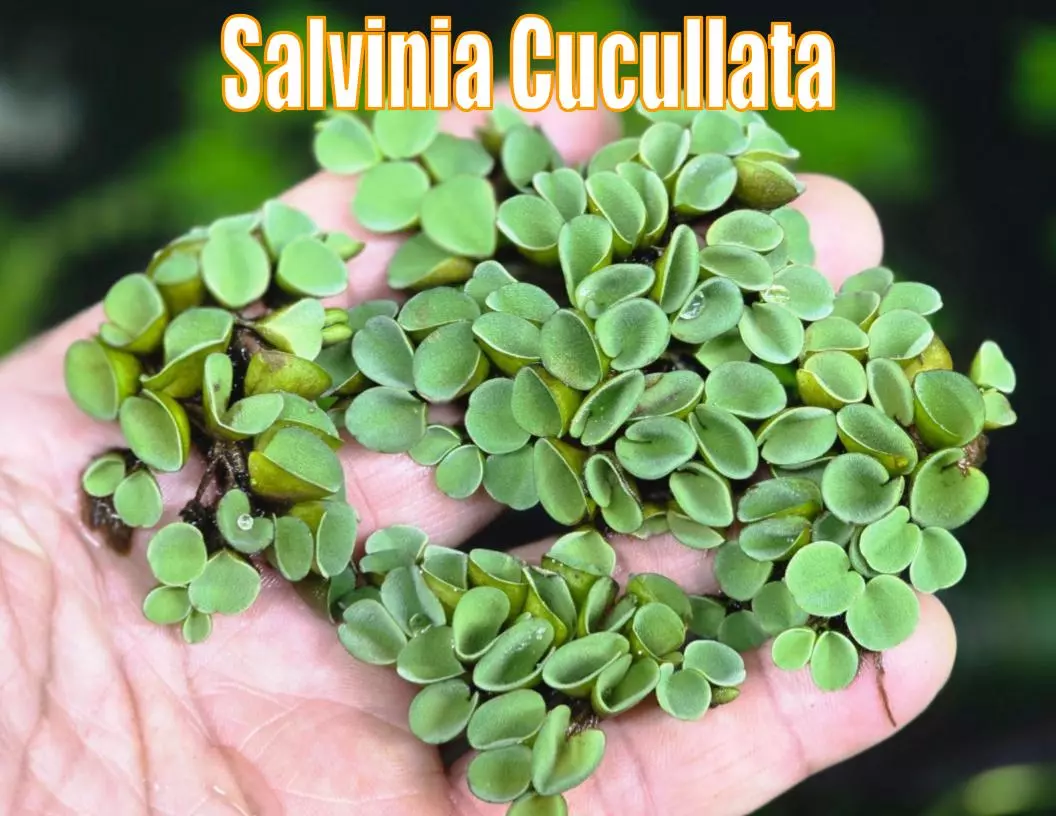 Salvinia Minima live aquatic plant freshwater fish tank natural aquarium plants thumbnail