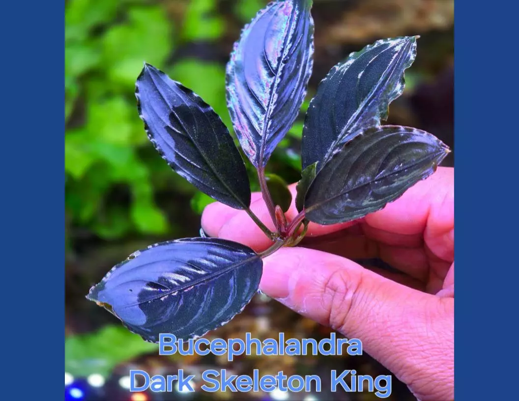 Bucephalandra Dark Skeleton King from Only Plants USA rare live aquatic plant thumbnail