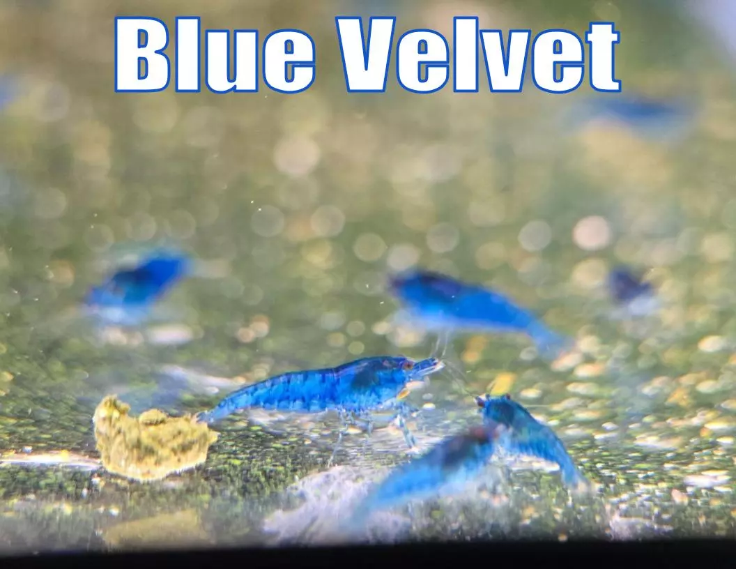 Blue Velvet Shrimp High grade Freshwater Neocaridina Shrimp Aquarium Shrimp thumbnail
